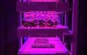 Φυτά «τρέφονται» με φως από λαμπτήρες LED - Φωτογραφία 1