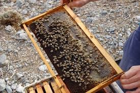 Βόμβα στα θεμέλια της Ελληνικής μελισσοκομίας... - Φωτογραφία 1