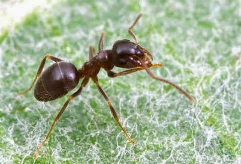 ΑΠΙΣΤΕΥΤΟ! Πού πηγαίνουν τα μυρμήγκια για να κάνουν την ανάγκη τους - Φωτογραφία 1