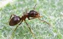 ΑΠΙΣΤΕΥΤΟ! Πού πηγαίνουν τα μυρμήγκια για να κάνουν την ανάγκη τους