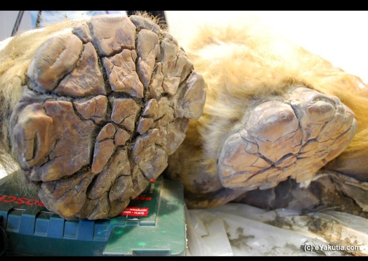 Βρέθηκε τριχωτός ρινόκερος 10.000 ετών [photos] - Φωτογραφία 5
