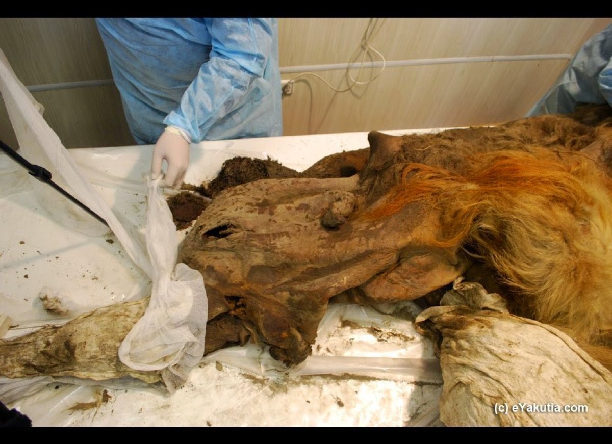 Βρέθηκε τριχωτός ρινόκερος 10.000 ετών [photos] - Φωτογραφία 6