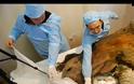 Βρέθηκε τριχωτός ρινόκερος 10.000 ετών [photos] - Φωτογραφία 4