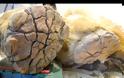 Βρέθηκε τριχωτός ρινόκερος 10.000 ετών [photos] - Φωτογραφία 5