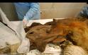Βρέθηκε τριχωτός ρινόκερος 10.000 ετών [photos] - Φωτογραφία 6