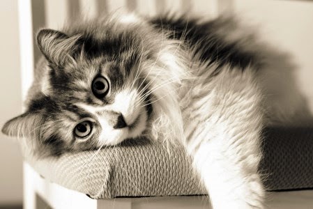Πότε και γιατί οι γάτες μπήκαν στα σπίτια των ανθρώπων; - Φωτογραφία 1