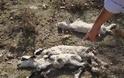 Αιτωλοακαρνανία: Αγέλη αδέσποτων σκύλων κατασπάραξε κοπάδι προβάτων