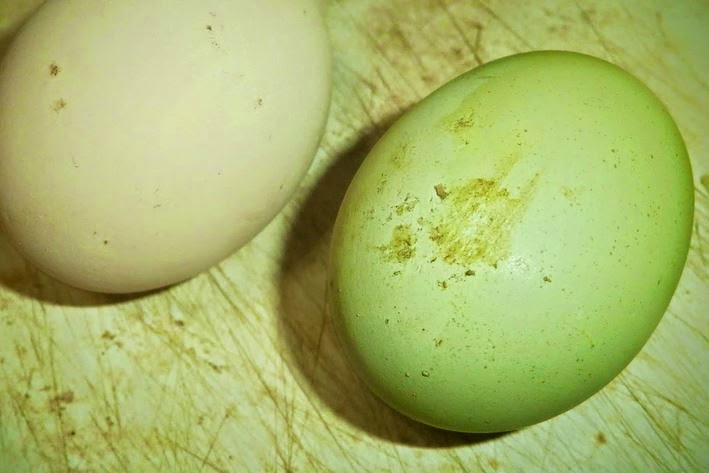 Κότες γεννούν... πράσινα αυγά στη Διομήδεια της Ξάνθης – Έγινε αξιοθέατο το κοτέτσι! - Φωτογραφία 1