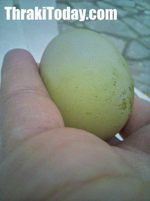 Κότες γεννούν... πράσινα αυγά στη Διομήδεια της Ξάνθης – Έγινε αξιοθέατο το κοτέτσι! - Φωτογραφία 2