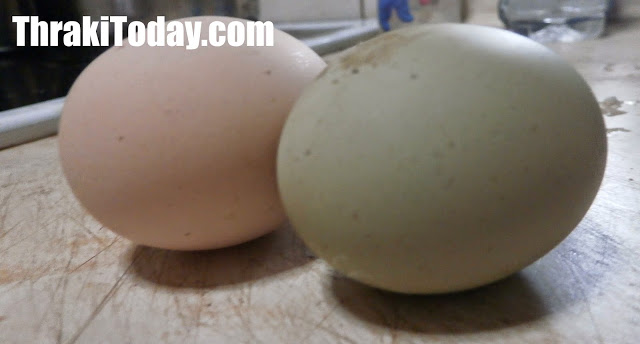 Κότες γεννούν... πράσινα αυγά στη Διομήδεια της Ξάνθης – Έγινε αξιοθέατο το κοτέτσι! - Φωτογραφία 3
