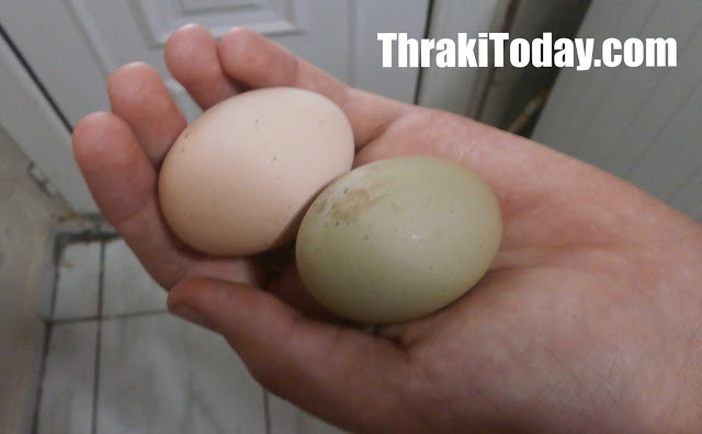 Κότες γεννούν... πράσινα αυγά στη Διομήδεια της Ξάνθης – Έγινε αξιοθέατο το κοτέτσι! - Φωτογραφία 4