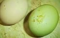 Κότες γεννούν... πράσινα αυγά στη Διομήδεια της Ξάνθης – Έγινε αξιοθέατο το κοτέτσι! - Φωτογραφία 1