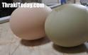 Κότες γεννούν... πράσινα αυγά στη Διομήδεια της Ξάνθης – Έγινε αξιοθέατο το κοτέτσι! - Φωτογραφία 3