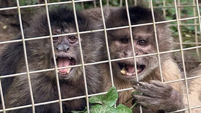 Όταν μια μαϊμού βγαίνει πρώτη φορά ραντεβού - Φωτογραφία 2
