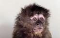 Όταν μια μαϊμού βγαίνει πρώτη φορά ραντεβού - Φωτογραφία 3