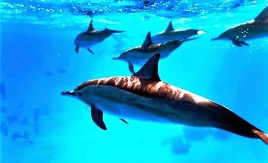 Νεκρά δελφίνια 5 χρόνια μετά την πετρελαιοκηλίδα του Κόλπου του Μεξικό - Φωτογραφία 1