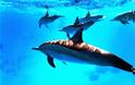 Νεκρά δελφίνια 5 χρόνια μετά την πετρελαιοκηλίδα του Κόλπου του Μεξικό