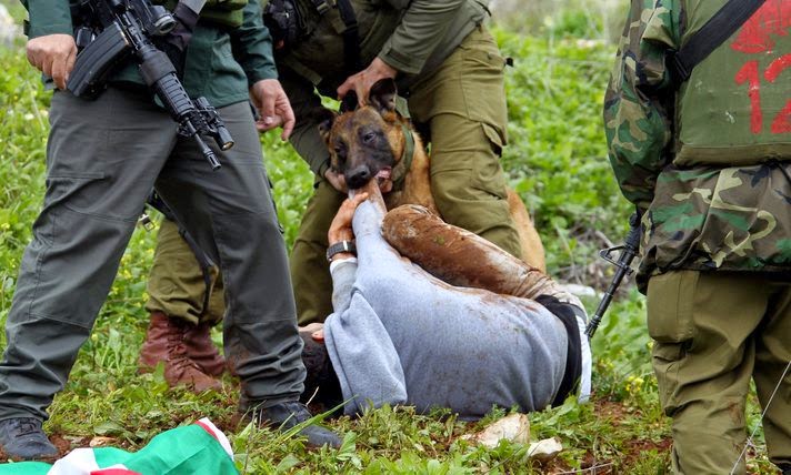 Bίντεο σοκ: Ισραηλινοί στρατιώτες πέταξαν 16χρονο Παλαιστίνιο στα σκυλιά [video] - Φωτογραφία 1