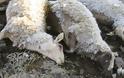 Ηλεία: Τι σκοτώνει τα ζώα των κτηνοτρόφων; Βρίσκουν τα ζώα τους νεκρά!