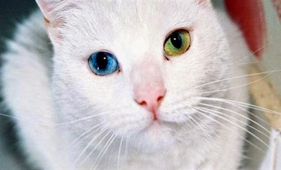 Ξέρατε ότι οι άσπρες γάτες έχουν προβλήματα ακοής; - Φωτογραφία 1