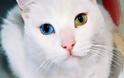 Ξέρατε ότι οι άσπρες γάτες έχουν προβλήματα ακοής;