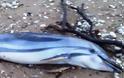 Νεκρό δελφίνι στην παραλία Γιαννιτσοχωρίου!