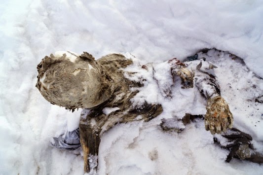 Βρήκαν μούμιες ηλικίας 55 ετών θαμμένες στο χιόνι - Φωτογραφία 2