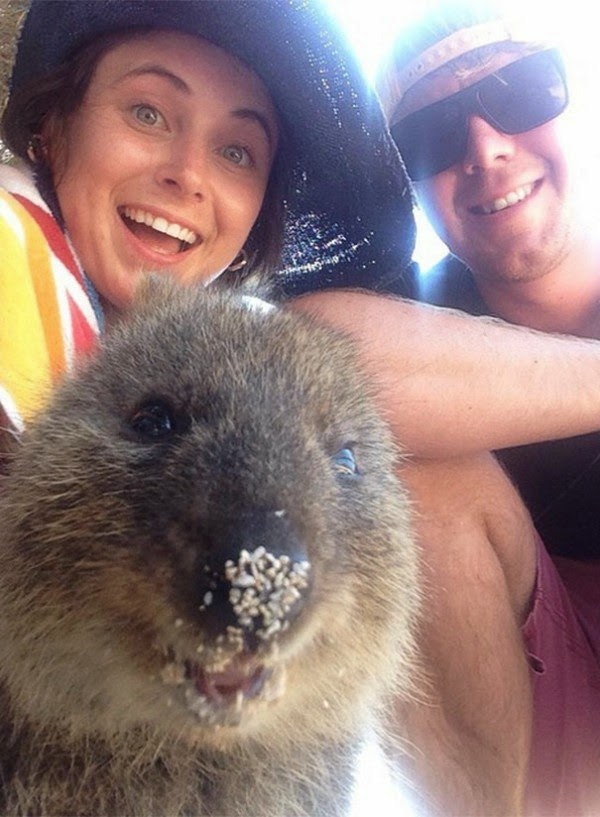 Οι Αυστραλοί ανακαλύπτουν το «πιο χαρούμενο ζωάκι του κόσμου» - Φωτογραφία 2