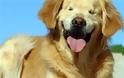 Ο τυφλός σκύλος που μοιάζει μονίμως χαμογελαστός - Φωτογραφία 1