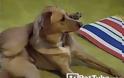 Απίθανο βίντεο! Σκύλος αντιγράφει το αφεντικό του που κάνει γιόγκα και τα καταφέρνει καλύτερα! [video]