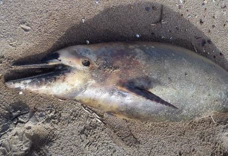 Δυτική Ελλάδα: Νεκρό δελφίνι ξεβράστηκε σε παραλία - Φωτογραφία 1