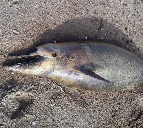 Δυτική Ελλάδα: Νεκρό δελφίνι ξεβράστηκε σε παραλία - Φωτογραφία 3