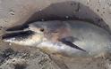 Δυτική Ελλάδα: Νεκρό δελφίνι ξεβράστηκε σε παραλία - Φωτογραφία 1