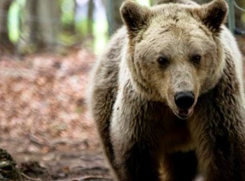 Ξύπνησαν και υποδέχονται την άνοιξη οι αρκούδες στο Καταφύγιο του Αρκτούρου... - Φωτογραφία 1