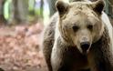 Ξύπνησαν και υποδέχονται την άνοιξη οι αρκούδες στο Καταφύγιο του Αρκτούρου...
