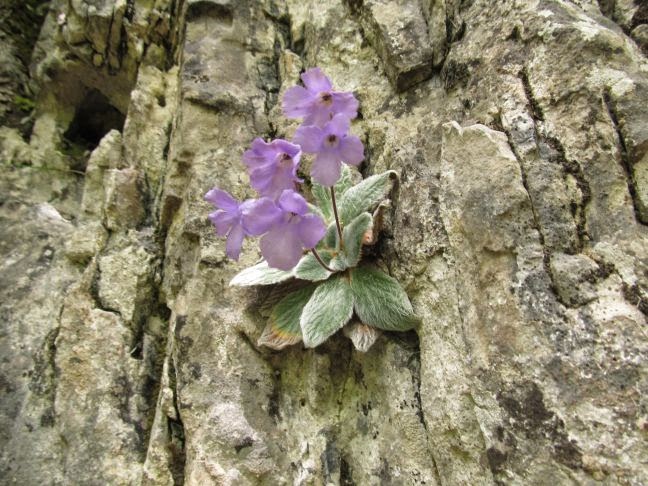 Ένα λουλούδι που φυτρώνει αποκλειστικά στον Όλυμπο - Φωτογραφία 3