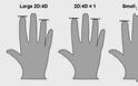 Τι αποκαλύπτει το μήκος των δαχτύλων του άνδρα - Φωτογραφία 2