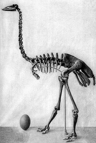 Γιγαντιαίο ημι-απολιθωμένο αυγό βγαίνει στο σφυρί - Φωτογραφία 4