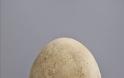 Γιγαντιαίο ημι-απολιθωμένο αυγό βγαίνει στο σφυρί - Φωτογραφία 3