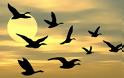 Γιατί τα πτηνά σταματούν να κελαηδούν κατά τη διάρκεια της έκλειψης ηλίου;