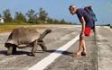Εξερευνητής του National Geographic διέκοψε τη χελώνα από τα συζυγικά της καθήκοντα και δείτε τι έγινε