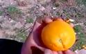 Ο καλύτερος τρόπος για να ξεφλουδίσετε ένα πορτοκάλι...δεν φαντάζεστε το αποτέλεσμα! [video]
