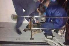 Σκύλος κολύμπησε μέχρι το πλωτό του λιμενικού για να σωθεί