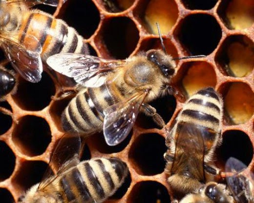 Οι μέλισσες αναγνωρίζουν ανθρώπινα πρόσωπα! - Φωτογραφία 1