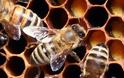 Οι μέλισσες αναγνωρίζουν ανθρώπινα πρόσωπα!