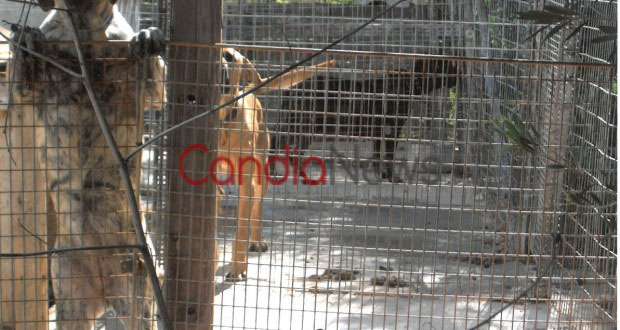 Κρήτη: Άθλιες συνθήκες σε παράνομο κυνοτροφείο που στέλνει ζώα στη Γερμανία για κυνομαχίες-Παρέμβαση εισαγγελέα - Φωτογραφία 2