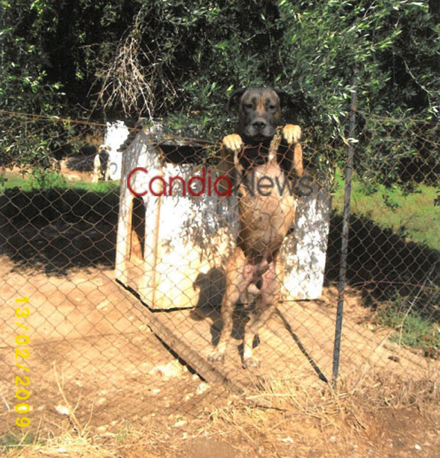 Κρήτη: Άθλιες συνθήκες σε παράνομο κυνοτροφείο που στέλνει ζώα στη Γερμανία για κυνομαχίες-Παρέμβαση εισαγγελέα - Φωτογραφία 4