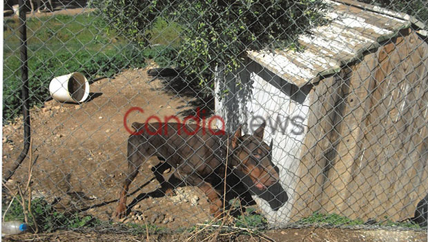 Κρήτη: Άθλιες συνθήκες σε παράνομο κυνοτροφείο που στέλνει ζώα στη Γερμανία για κυνομαχίες-Παρέμβαση εισαγγελέα - Φωτογραφία 5