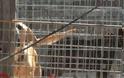 Κρήτη: Άθλιες συνθήκες σε παράνομο κυνοτροφείο που στέλνει ζώα στη Γερμανία για κυνομαχίες-Παρέμβαση εισαγγελέα - Φωτογραφία 1