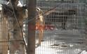 Κρήτη: Άθλιες συνθήκες σε παράνομο κυνοτροφείο που στέλνει ζώα στη Γερμανία για κυνομαχίες-Παρέμβαση εισαγγελέα - Φωτογραφία 2